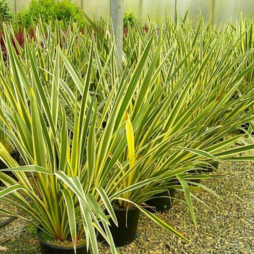 Tarkalevelű Új-Zélandi kender, Phormium tenax 'Variegatum', etnobotanika